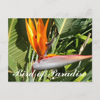 Paradiesvogel Postkarte