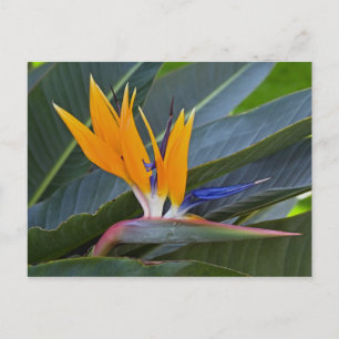 Paradiesvogel Postkarte