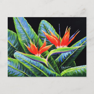 Paradiesvögel Postkarte