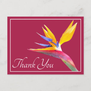 Paradiesvogel Rosa Hintergrund Danke Postkarte
