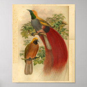 Paradiesvögel Rot Gelb Vintage-Druck Poster
