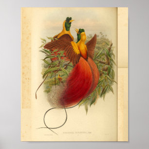 Paradiesvögel Rot Grün Gelb Vintage-Druck Poster