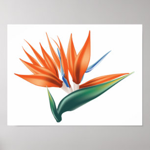 Paradiesvogel, strelitzia exotische Blume Poster
