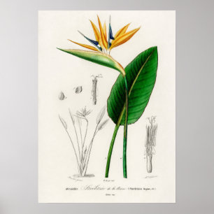 Paradiesvogel (Strelitzia Reginae) Poster