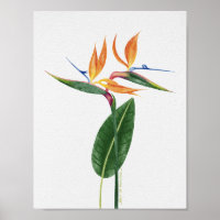 Paradiesvogel Tropische Botanische Aquarellmalerei