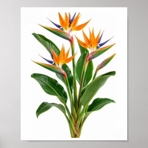 Paradiesvogel Tropische Botanische Kunst Druck Poster