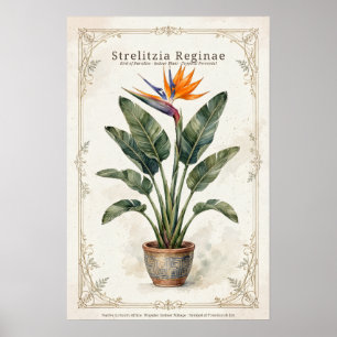 Paradiesvogel Vintage-Botanikposter gerahmt Poster
