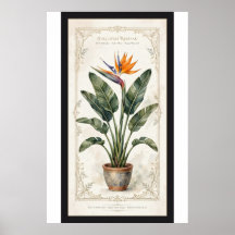 Paradiesvogel Vintage-Botanikposter mit Passeparto