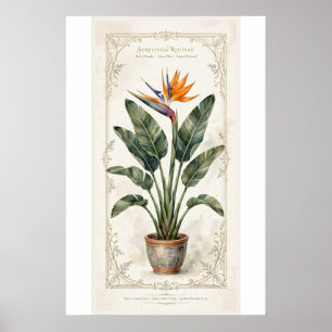 Paradiesvogel Vintage-Botanikposter mit Passeparto Poster