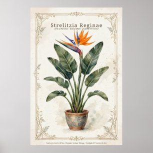 Paradiesvogel Vintage-Botanikposter Poster