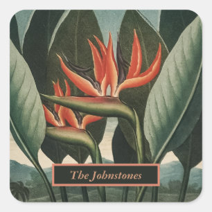 Paradiesvogel Vintager Flora-Tempel Quadratischer Aufkleber