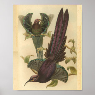 Paradiesvögel Vogel Lila Farbe Vintage-Druck Poster