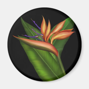 Paradiesvogel vollen Magneten Magnet