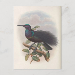 Paradiesvogel von John Gould, Vogelillustration Postkarte