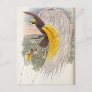 Paradiesvogel von John Gould, Vogelillustration Postkarte