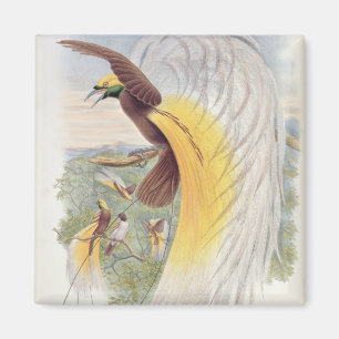 Paradiesvogel, von "Vögeln der neuen Guinea" Magnet