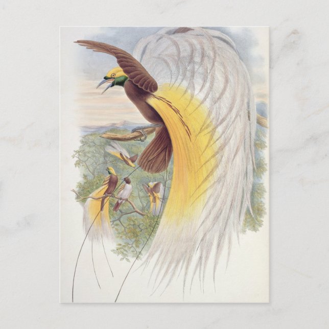 Paradiesvogel, von "Vögeln der neuen Guinea" Postkarte (Vorderseite)