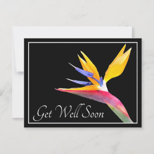 Paradiesvogel vor schwarzem Hintergrund Gute Besse Postkarte