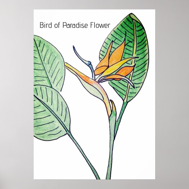 Paradiesvogelblume Poster (Vorne)