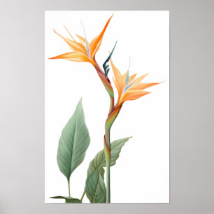 Paradiesvogeldarstellung (Blume) Poster