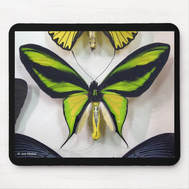 Paradise birdwing , Ornithoptera paradisea Mousepad (Vorne)