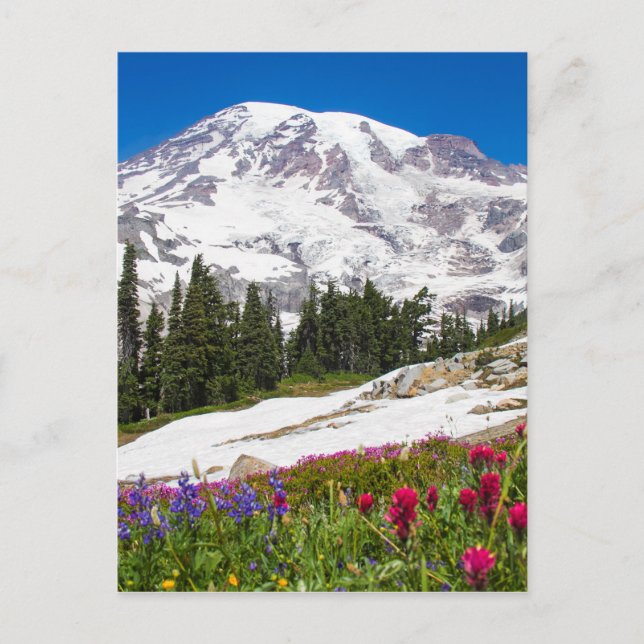 Paradise Mt. Rainer Postkarte (Vorderseite)