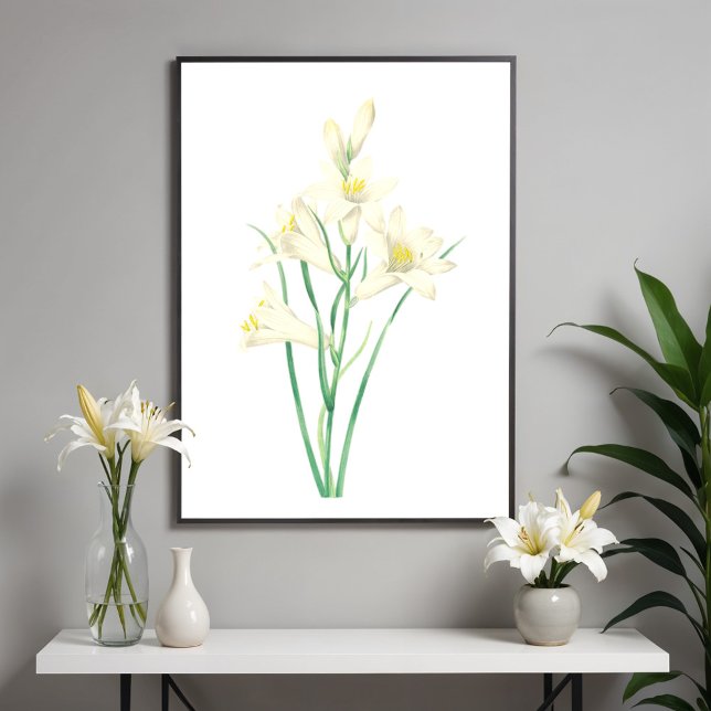 Paradisea Vintage Blume Botanische Illustration Poster (Von Creator hochgeladen)