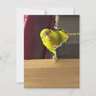 Parakeet Flüchtige Blick Postkarte