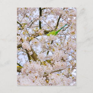 Parakeet im St James's Park London UK Postcard Postkarte