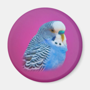 Parakeet Magnet