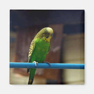 Parakeet Magnet