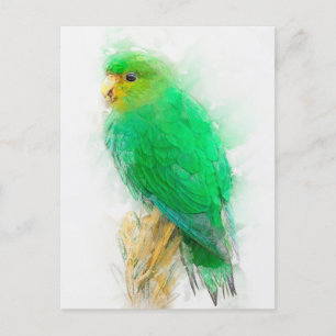 Parakeet-Portrait Postkarte