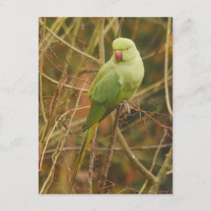 Parakeet Postcard Postkarte