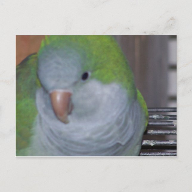 PARAKEET POSTKARTE (Vorderseite)