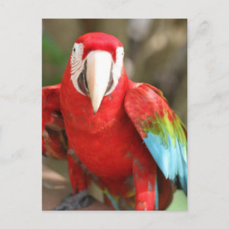 Parakeet Postkarte