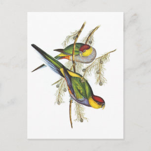 Parakeet - Vintage Vogelkunst Postkarte