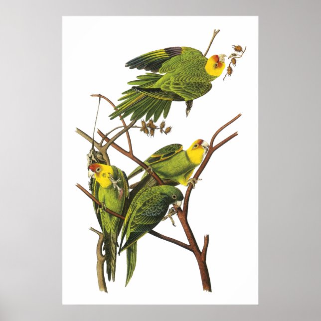 Parakeet von John Audubon - Poster Print (Vorne)