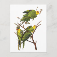 Parakeet - von John Audubon