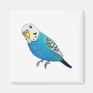 Parakeet Zeichnend Magnet