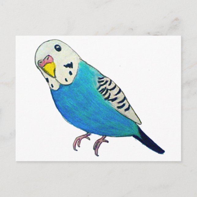 Parakeet Zeichnend Postkarte (Vorderseite)