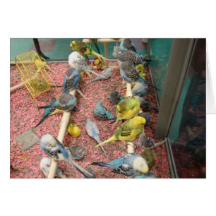 Parakeets