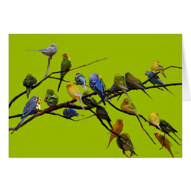 Parakeets (Vorderseite (Horizontal))