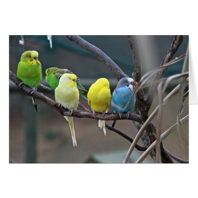 Parakeets Budgies | Foto (Vorderseite (Horizontal))