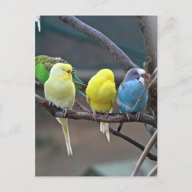 Parakeets Budgies | Foto Postkarte (Vorderseite)