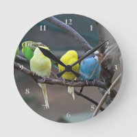 Parakeets Budgies Paprots Birds Bright Bird Lovers