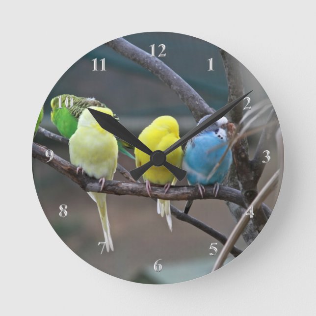 Parakeets Budgies Paprots Birds Bright Bird Lovers Runde Wanduhr (Vorderseite)