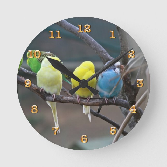 Parakeets Budgies plappert | Vogel-Foto-Natur nach Runde Wanduhr (Vorderseite)