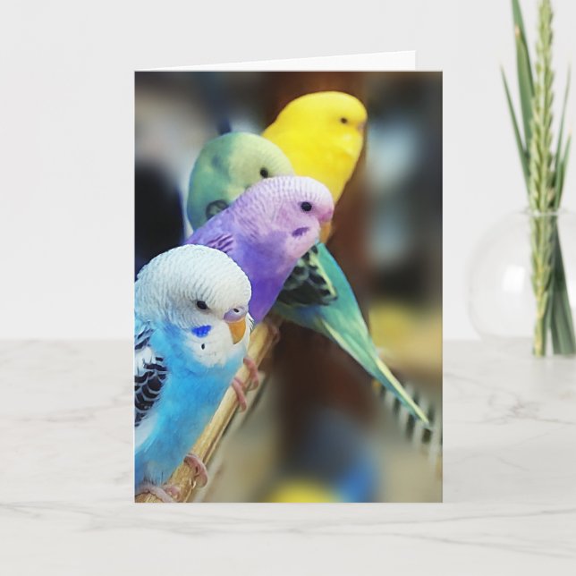 Parakeets Karte (Vorderseite)