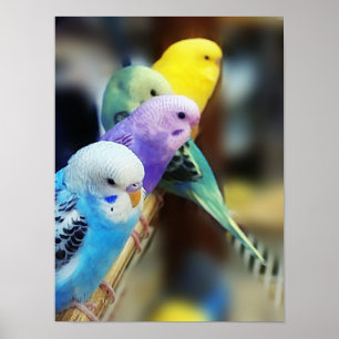 Parakeets-Plakat Poster