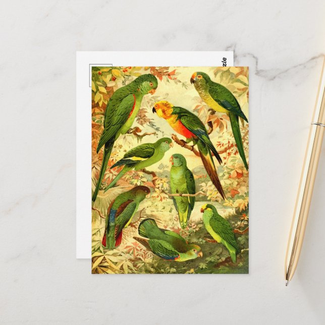 Parakeets Postkarte (Vorderseite/Rückseite Beispiel)
